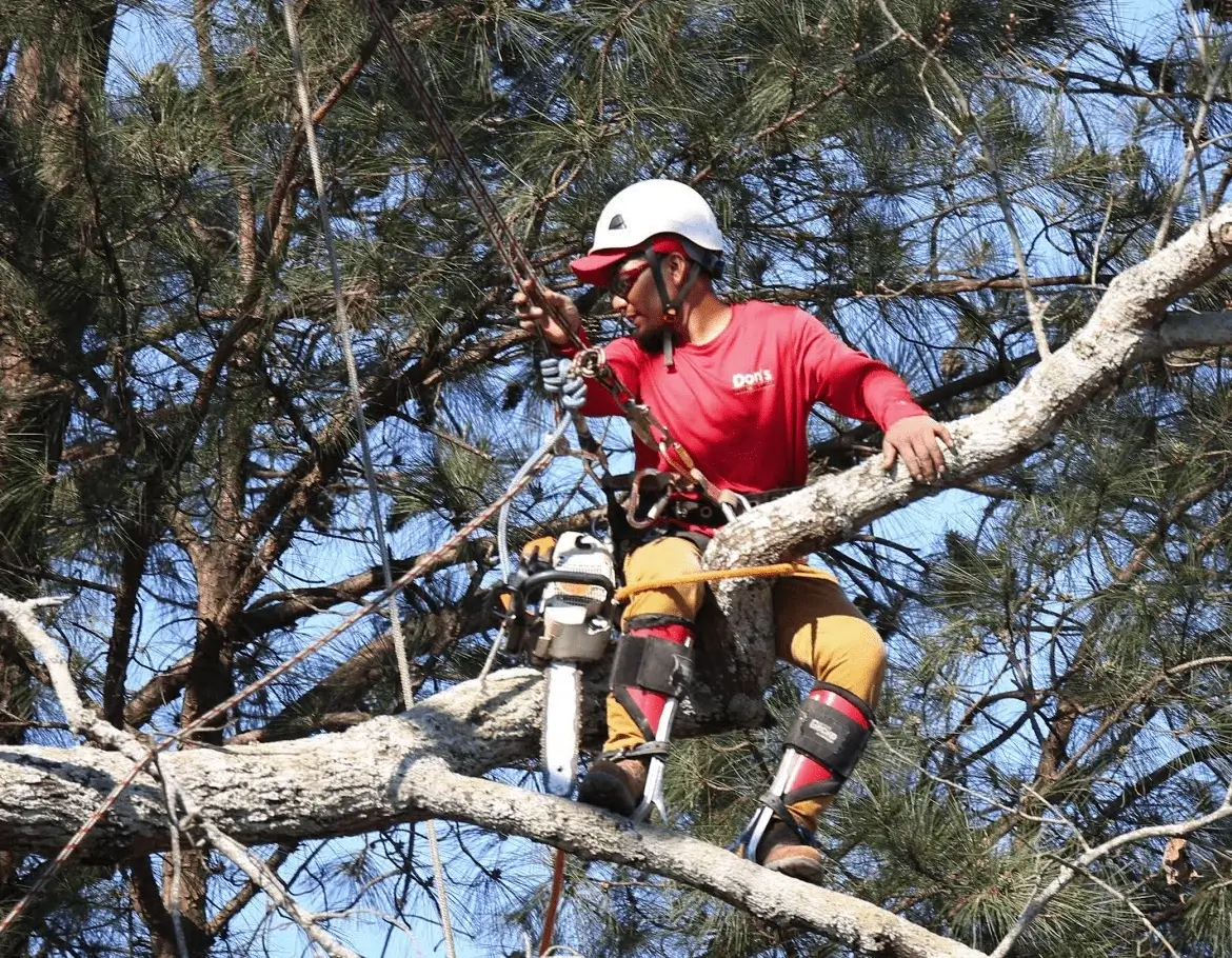 How Tree Service Protects Property Value